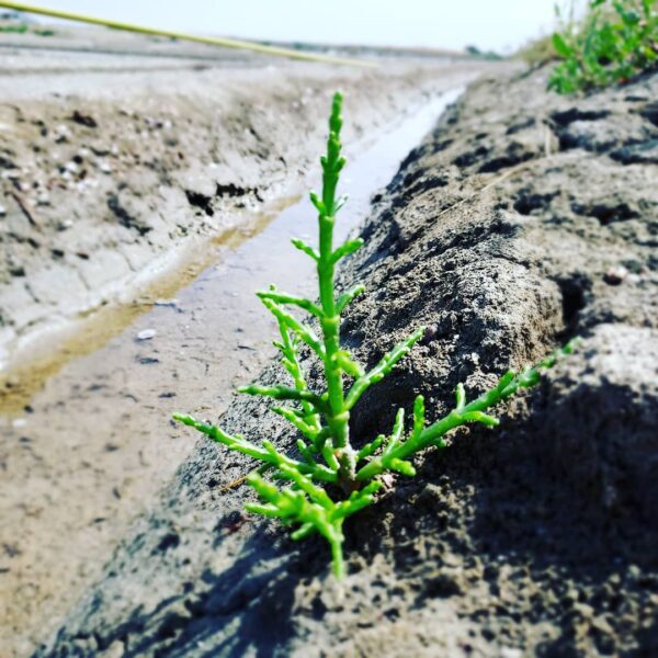 L'image présente une salicorne sauvage poussant sur le bord d'un marais salant. La salicorne est une plante halophyte reconnaissable à ses tiges charnues et succulentes, souvent de couleur verte. Sa forme rappelle celle d'une petite fougère et elle est parfaitement adaptée à un environnement salin comme celui d'un marais salant. La salicorne est ici mise en valeur dans son habitat naturel, parmi les eaux saumâtres du marais salant. Son adaptation à ces conditions particulières lui confère un aspect unique et lui permet de se développer de manière optimale. Les nuances de vert de la plante contrastent avec les reflets de l'eau salée, créant une harmonie visuelle apaisante et authentique. Cette image évoque la beauté de la nature et la richesse des écosystèmes marins, mettant en lumière la salicorne sauvage en tant que plante emblématique des zones côtières. Elle invite à la contemplation et à la découverte de la biodiversité exceptionnelle des milieux salés, où la salicorne trouve sa place en tant que symbole de résilience et d'adaptation.